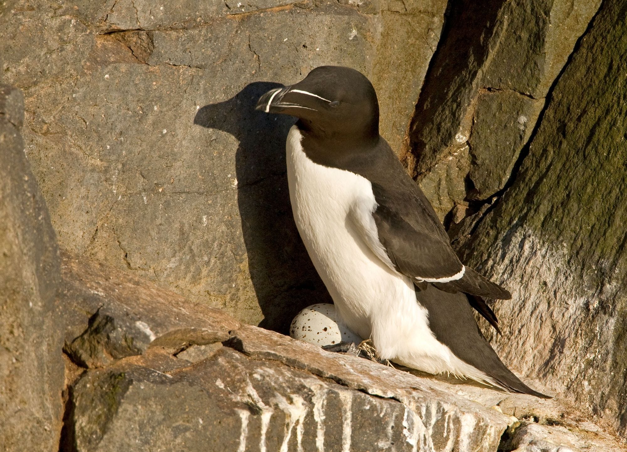 Álka í bjargi með egg