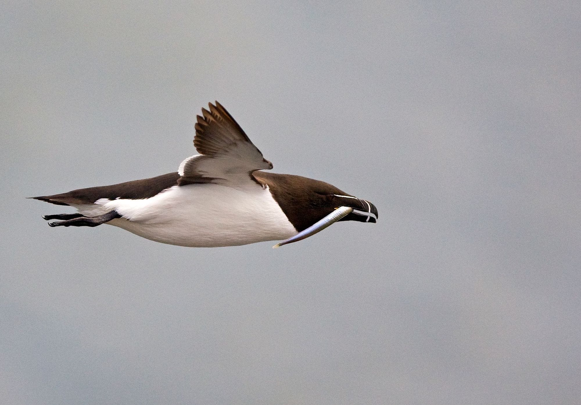 Álka á flugi með síli