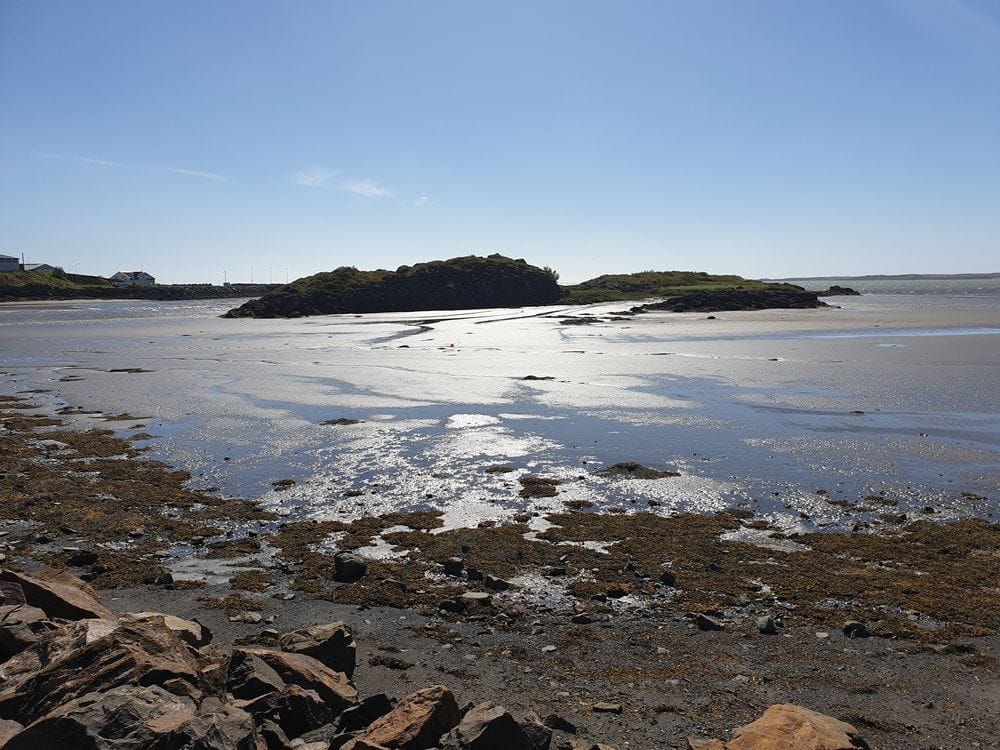 Borgarvogur að sumri