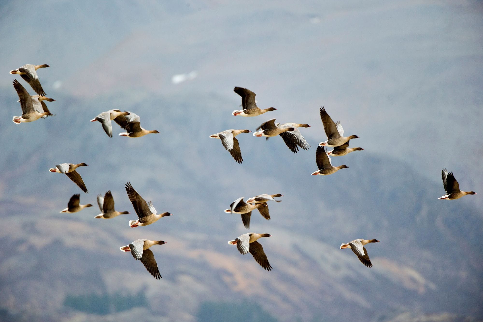 Heiðagæsahópur á flugi