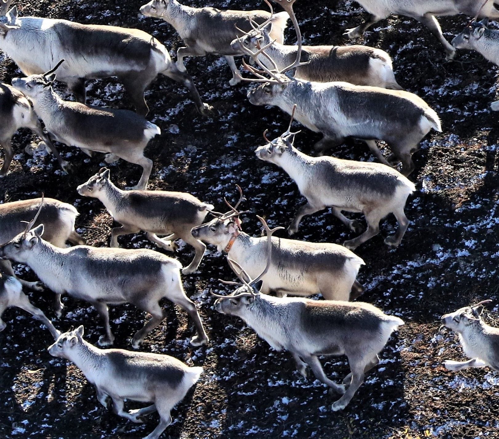 Loftmynd af hreindýrahjörð