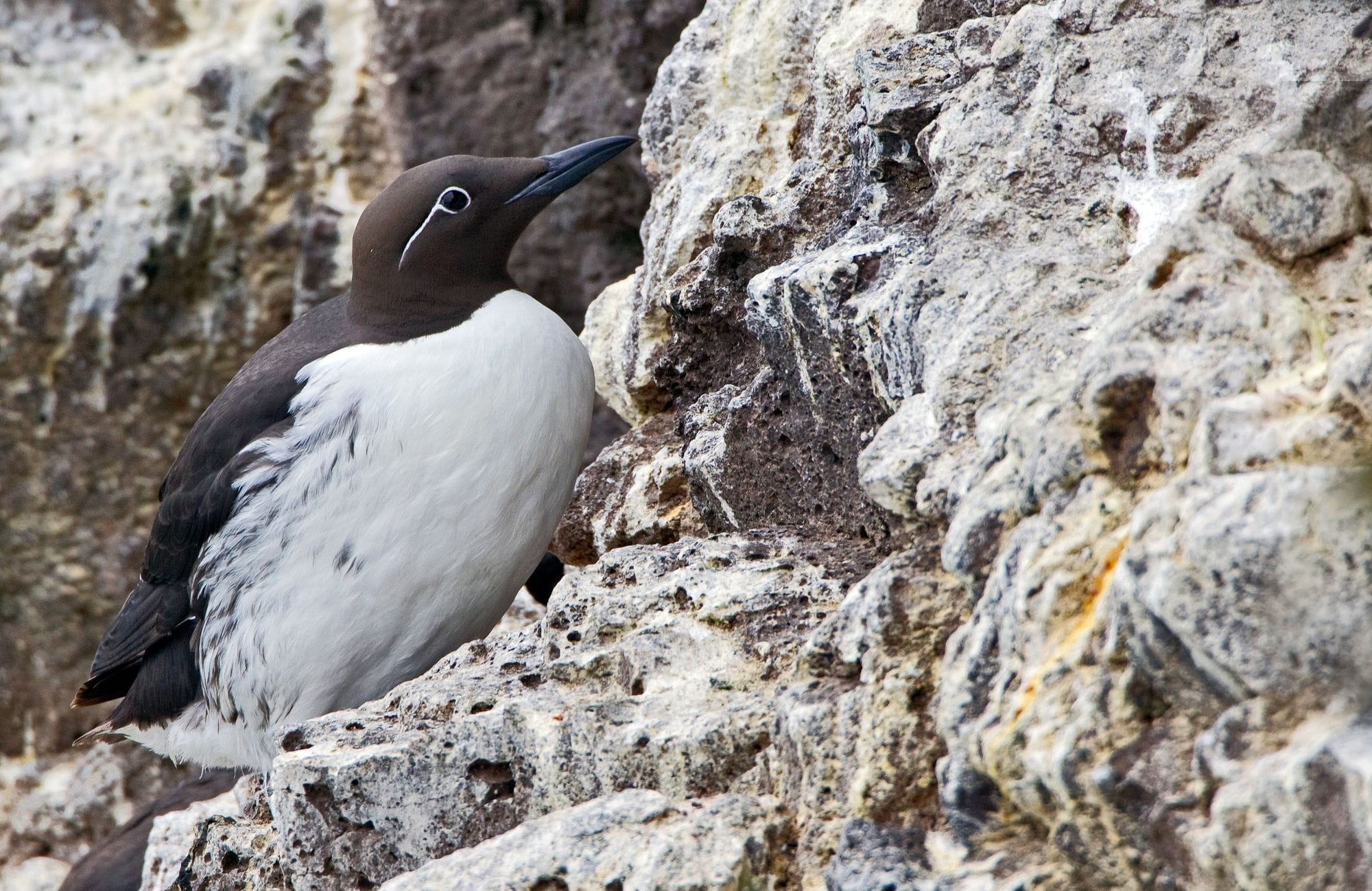 Langvía á klettasyllu