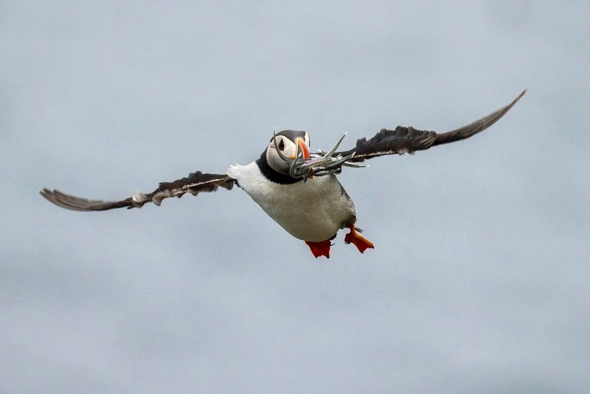 Lundi á flugi með sandsíli í kjaftinum