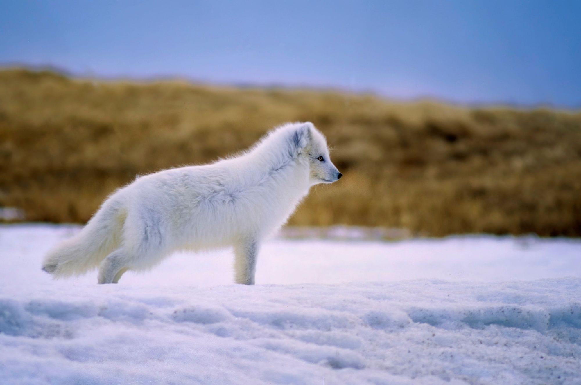 Refur í vetrarbúning í snjó