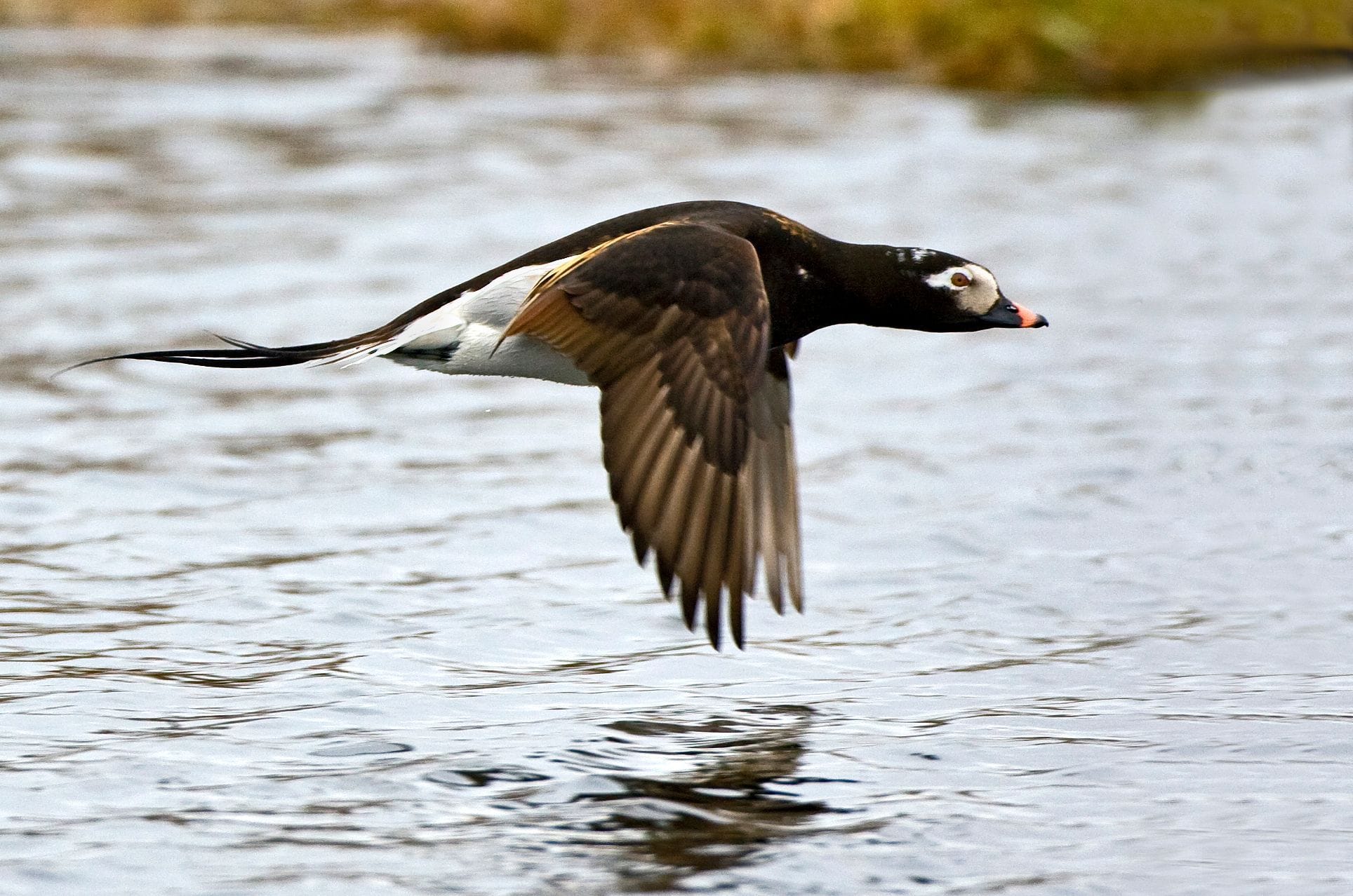 Hávella á flugi yfir tjörn