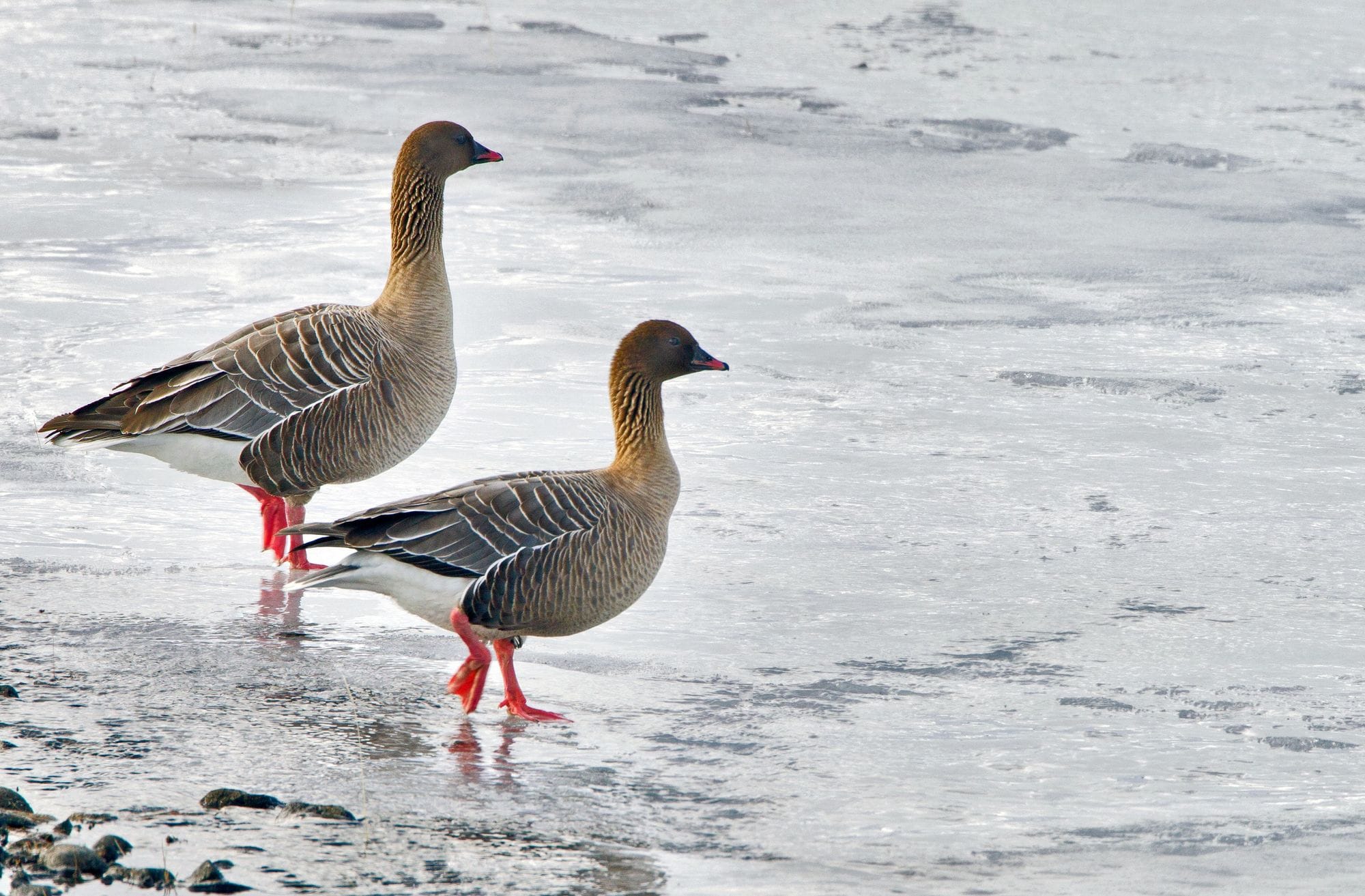 Tvær heiðagæsir ganga á ís