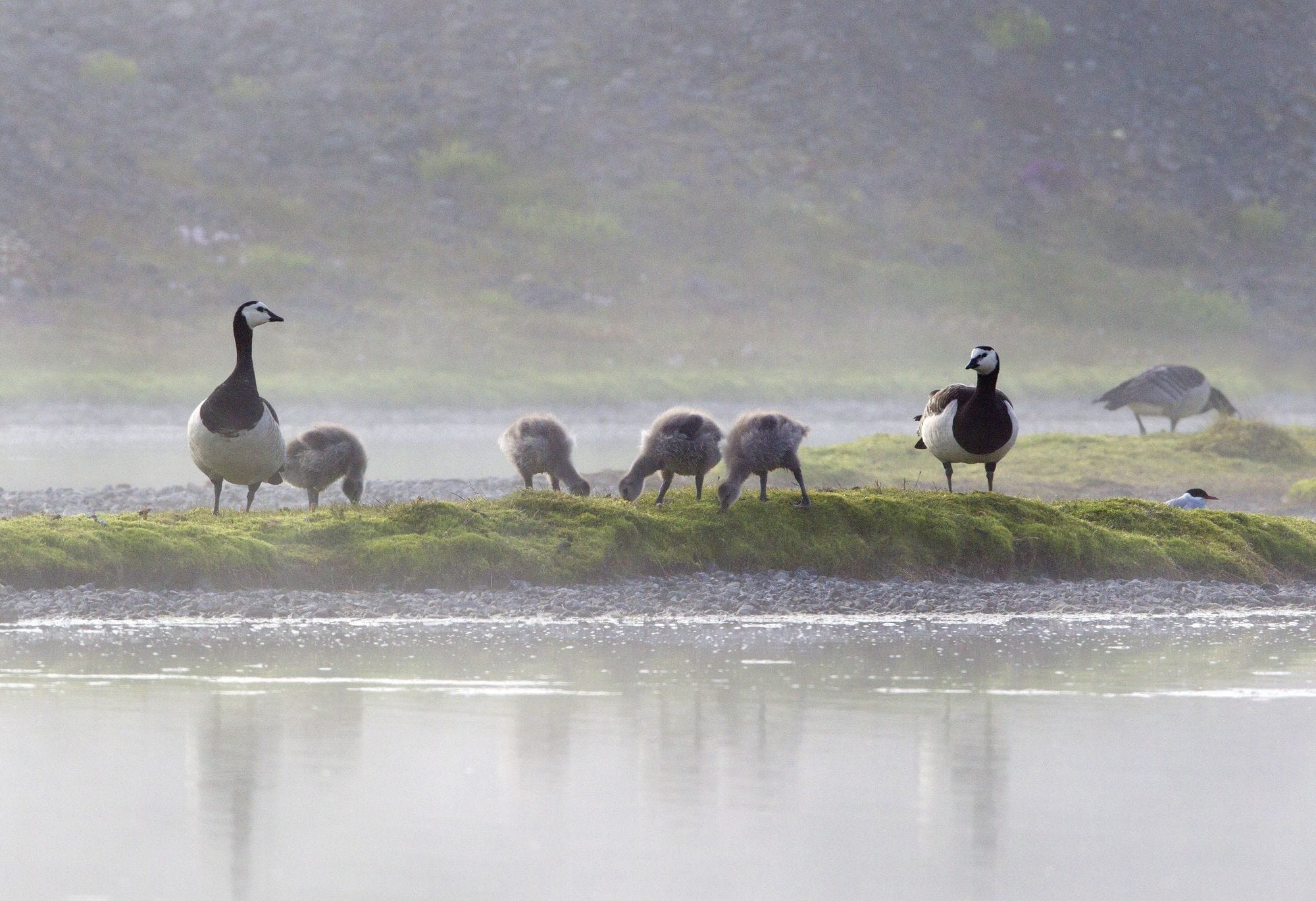Helsingjar og ungar við vatn