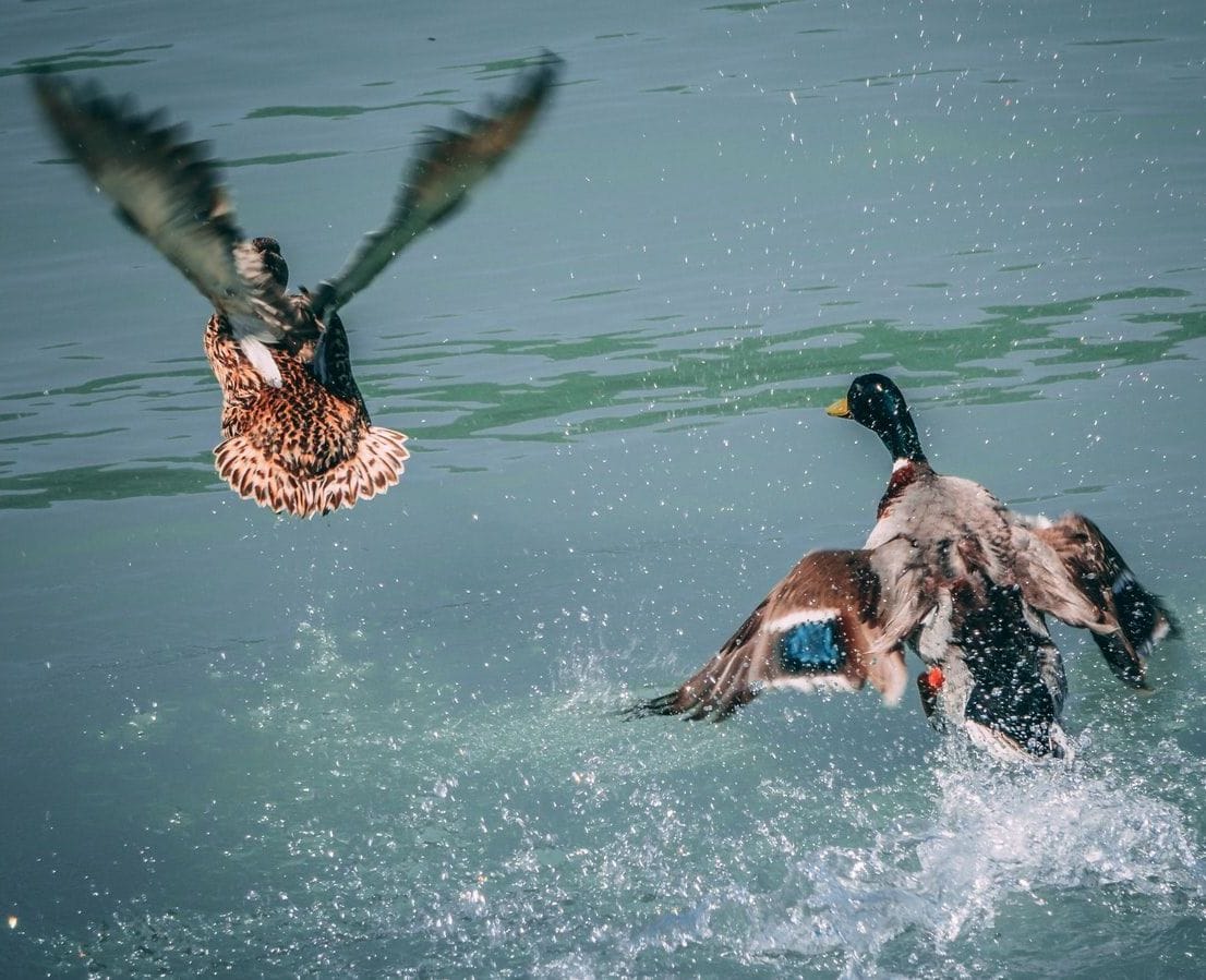 Stokkandarpar hefur sig á flug frá vatni